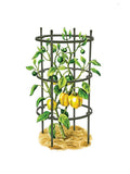 Set of 3 Pepper Eggplant Cages W2042